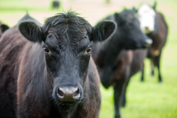 Aussie Beef 01.PNG