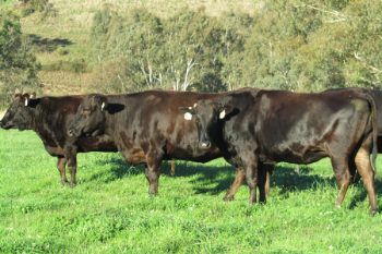 the-wagyu-story-in-australia.jpg