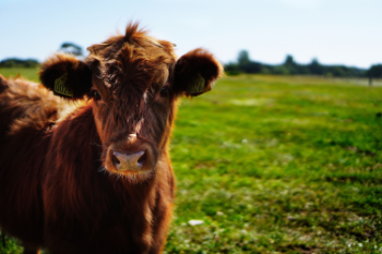 brown cow-min.jpg