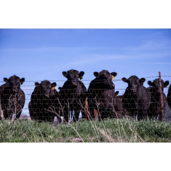 Cows.jpg